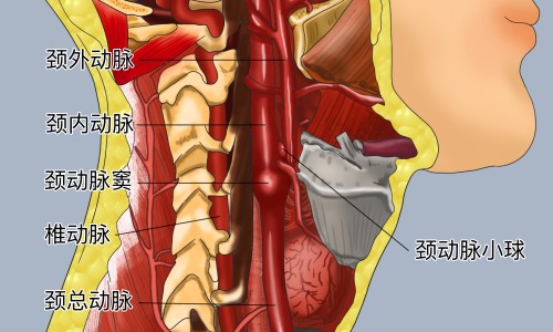 铝碳酸镁咀嚼片的功效和作用-权威铝碳酸镁咀嚼片的功效平台,分享专业铝碳酸镁咀嚼片的功效与作用一次吃几片知识_铝碳酸镁咀嚼片的功效网